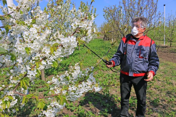 Cum pregătești pomii fructiferi primăvara pentru a fi roditori