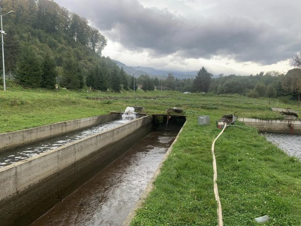 Focar de septicemie virală la o păstrăvărie din Sibiu. Aproape 180.000 de păstrăvi vor fi ucişi