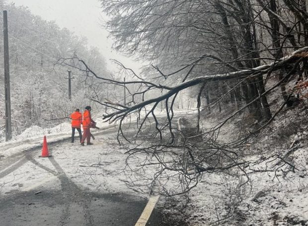 Mai mulți copaci au căzut pe carosabil în județul Hunedoara, din cauza vremii
