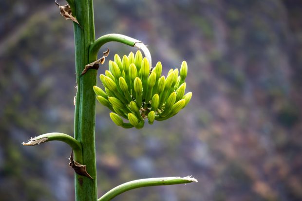Ce este agave. Unde crește și ce beneficii are pentru sănătate
