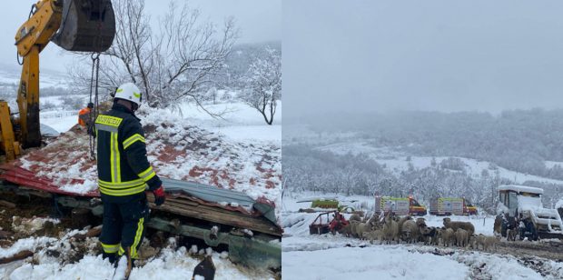 Un saivan din Cluj s-a prăbuşit peste o turmă de oi. 80 de animale au murit