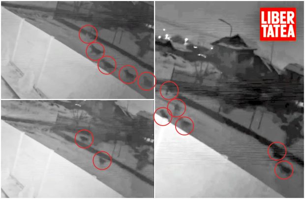 La două săptămâni de la moartea Anei Oros, haitele de câini colindă în continuare zona unde s-a petrecut tragedia. VIDEO