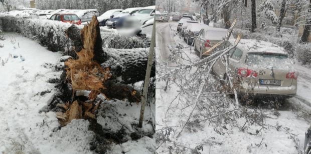 Copaci căzuţi pe carosabil şi maşini din cauza vântului şi zăpezii în Suceava