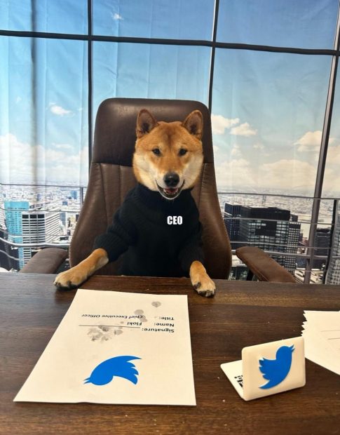 Elon Musk și-a pus câinele în funcția de director al companiei Twitter. „Este super cu cifrele”