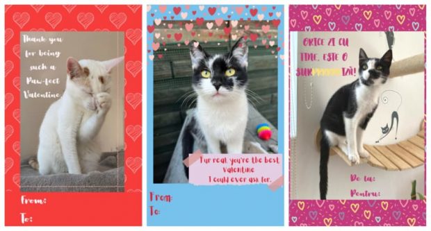 Felicitări de Valentine’s Day cu PISICI, inițiativa unui ONG clujean pentru iubitorii de ANIMALE care celebrează IUBIREA