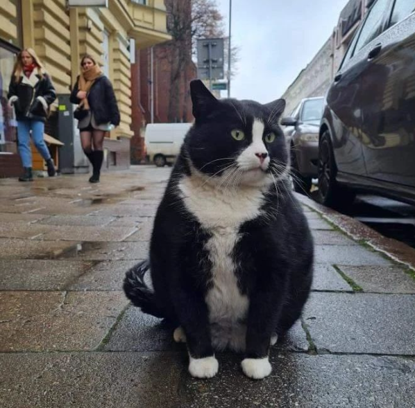 Cum a ajuns motanul Gacek o atracție turistică în orașul polonez Szczecin: „Regele străzii Kaszubska”