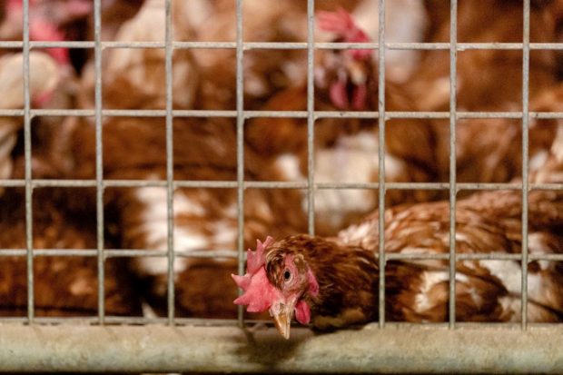OMS declară că situația gripei aviare este „îngrijorătoare” după moartea unei fetițe din Cambodgia