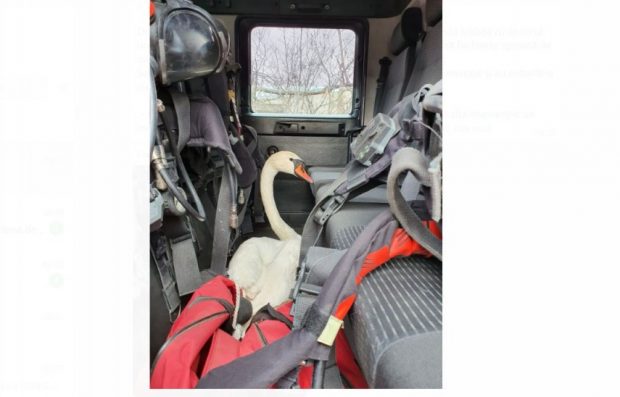 Lebădă înghețată, salvată de pompierii din Constanța de pe un acoperiș