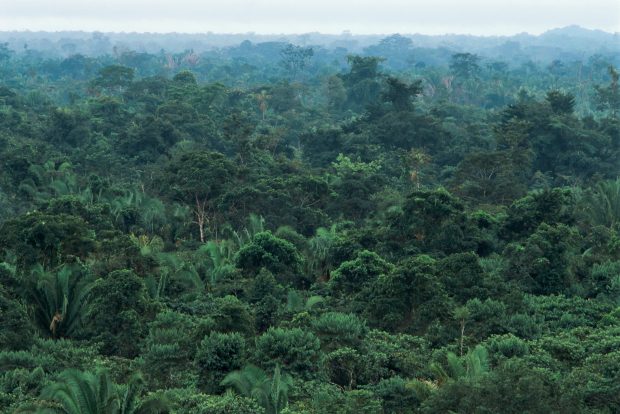 Pădurile tropicale devin tot mai vulnerabile la insecte și ciuperci dăunătoare din cauza încălzirii globale – studiu