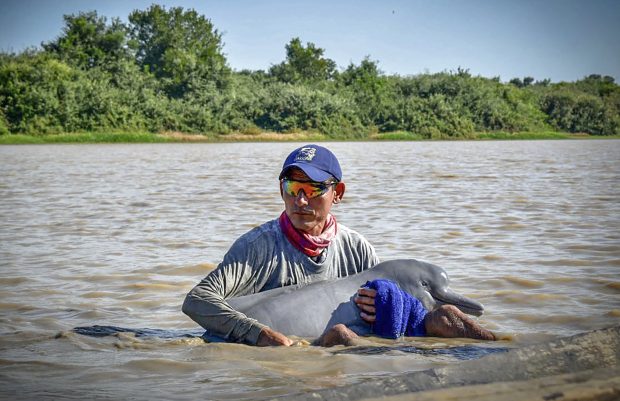 Doi delfini roz, specie pe cale de dispariție, salvați dintr-un râu din Columbia