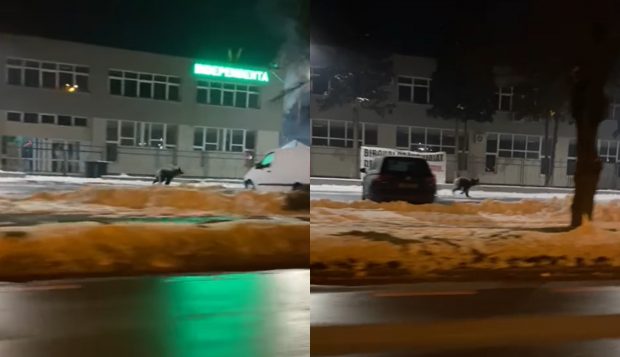 Un urs a fost filmat în timp ce alerga pe străzile din Sibiu. A fost emis mesaj Ro-Alert, iar animalul este căutat de autorități | VIDEO