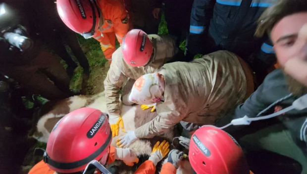 O femeie din Turcia și-a hrănit văcuța prinsă sub ruinele casei prăbușite la cutremur timp de 11 zile, până au venit salvatorii: „Laptele lui Bircan asigură supraviețuirea noastră”
