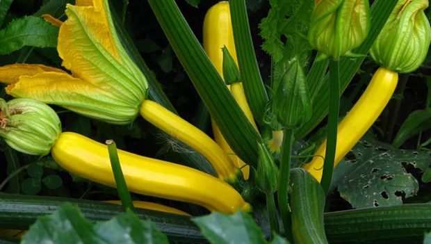 Dovlecel zucchini în ghiveci. Cum îl cultivăm pe balcon