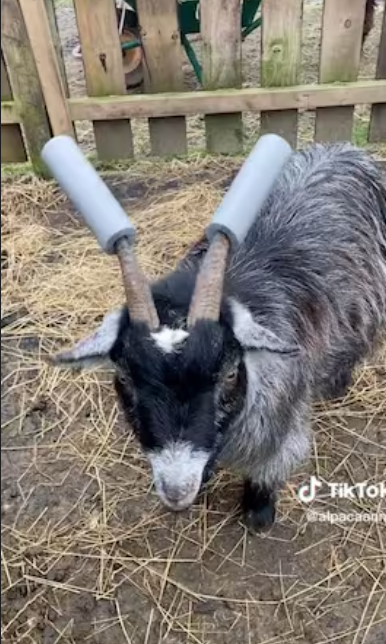 Un sat britanic este terorizat de țapul Gary: „Fură sutienele de pe sârmele de rufe”