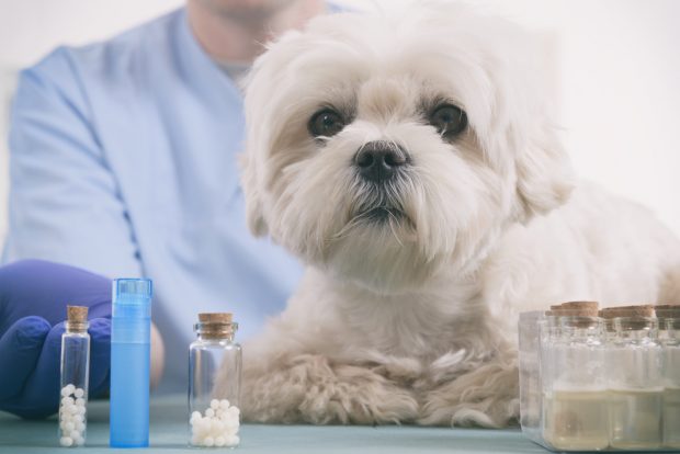 Ce salarii se câștigă în domeniul medicinei veterinare. Un frizer face mai mulți bani decât un medic