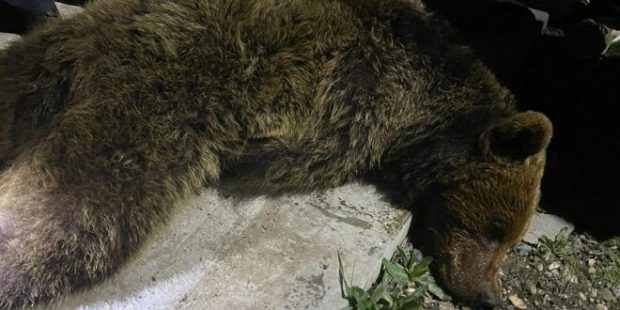 Doi urși care coborau frecvent la Grădina Zoologică din Târgu Mureș, capturați de autorități