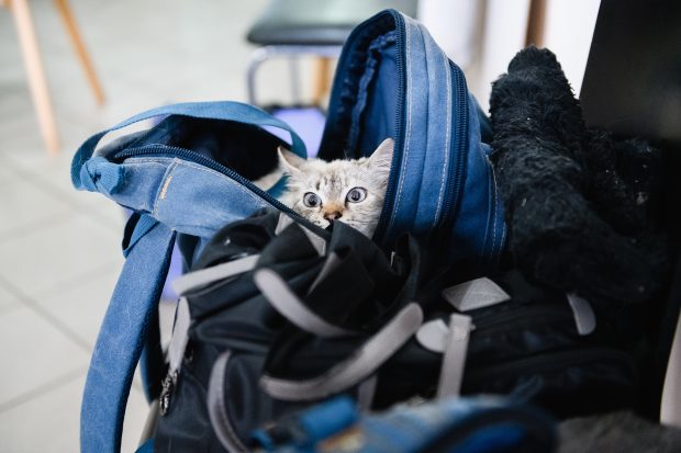 O rusoaică a îmbrăcat o pisică în haine de bebeluș pentru a transporta droguri. Ce a dat-o de gol
