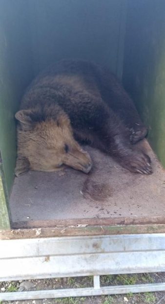 Al treilea urs care frecventa Grădina Zoologică din Târgu Mureș a fost capturat