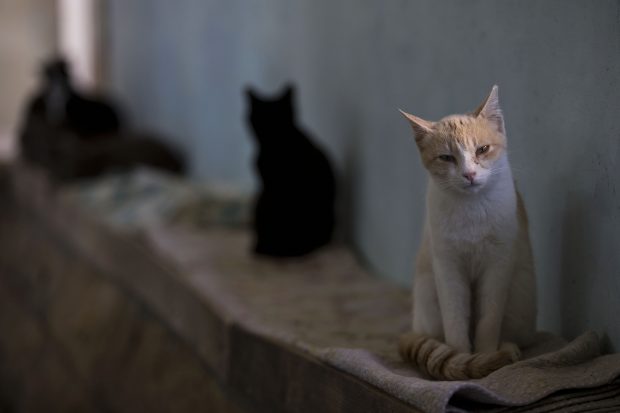 Un concurs de vânătoare de pisici sălbatice destinat copiilor, anulat după protestele organizațiilor pentru protecția animalelor, în Noua Zeelandă