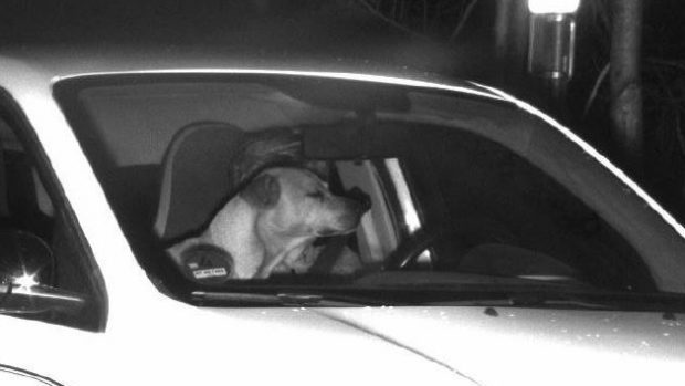 Câțelul care „și-a salvat” stăpânul de o amendă pentru viteză. Imaginea difuzată de poliția germană