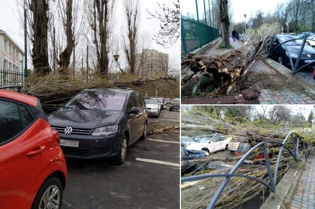 De ce cad copacii din București? Specialist în mediu: „Sunt vulnerabili, îmbătrâniți și prea puțin ajutați să supraviețuiască”