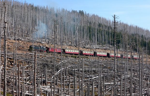 Imagini ca după Apocalipsă în pădurea din Munții Harz. 100 de milioane de copaci „au murit” în ultimii cinci ani