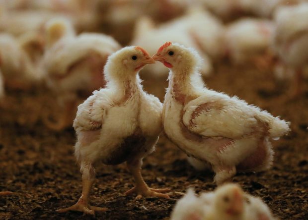 Utilizarea antibioticelor în fermele de animale scade rezistența sistemului imunitar la om – studiu