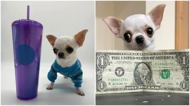 Pearl, un chihuahua de mărimea unei telecomenzi, declarată cel mai mic câine din lume