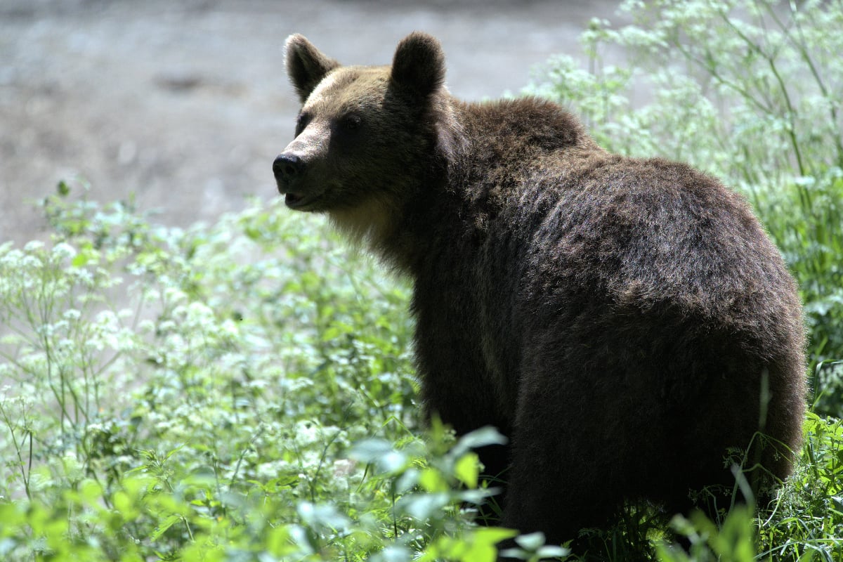 brown-bear-species-management-zoning-archyde