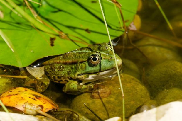 Târgul de broaște din orașul francez Vitel stârnește furia ecologiștilor. 350.000 de amfibieni, capturați în Turcia și Indonezia, se află în „meniu”