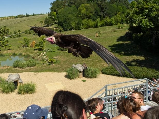 Cea mai mare volieră din Europa, inaugurată de o grădină zoologică din Franța. Cum arată uriașa cușcă cu păsări exotice