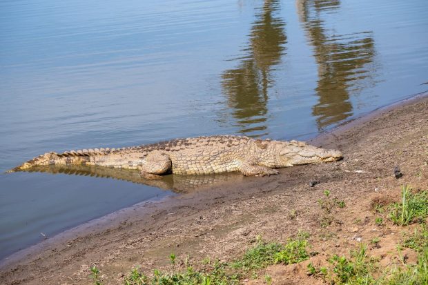 Trei bărbați au fost arestați în Africa de Sud după ce au furat un crocodil de 2,5 metri