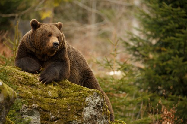 Urs, surprins în cea mai frecventată zonă turistică din Târgu Murreş. A fost emis mesaj Ro-Alert