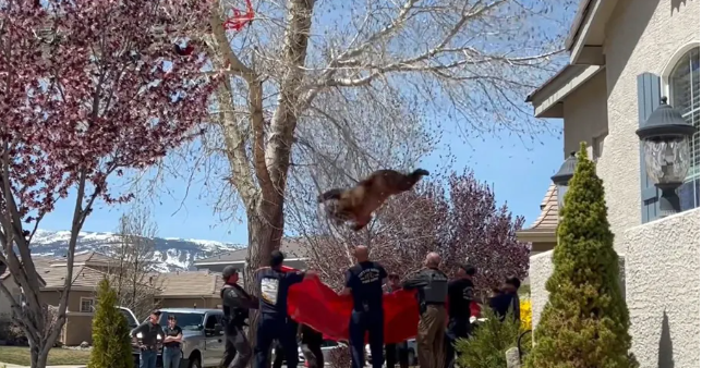 Operațiune de salvare a unui urs blocat într-un copac, în orașul american Reno. Animalul a căzut pe prelata pompierilor