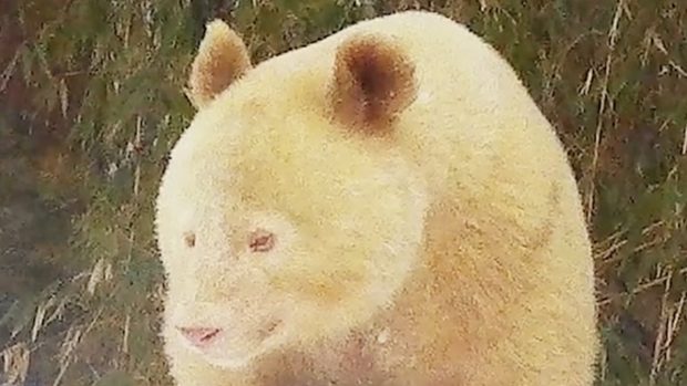 Singurul exemplar cunoscut de Panda uriaș albinos, fotografiat în sălbăticie, în China