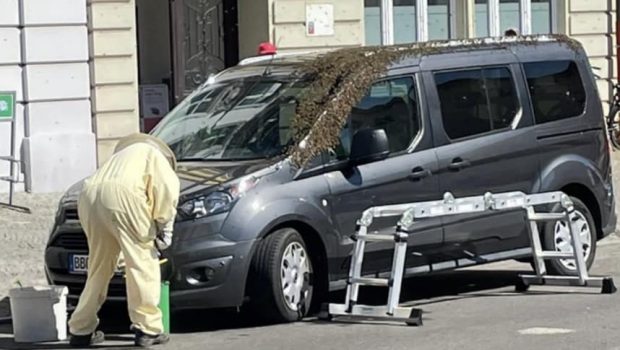 Un bărbat atacat de zeci de albine s-a închis în mașină și a sunat la pompieri, ca să-l salveze, în Germania