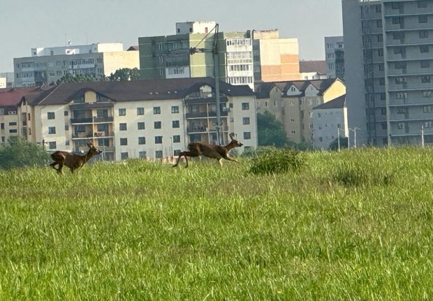 Căprioare filmate într-un cartier din Sibiu. Localnică: „Și urșii vin din ce în ce mai aproape”. VIDEO