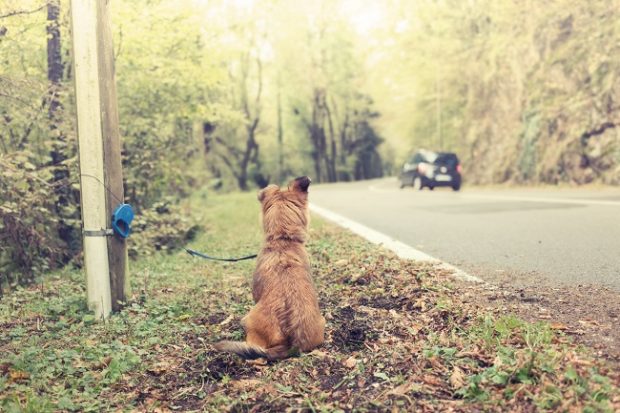 Ce amendă riscă românii care își abandonează animalele de companie