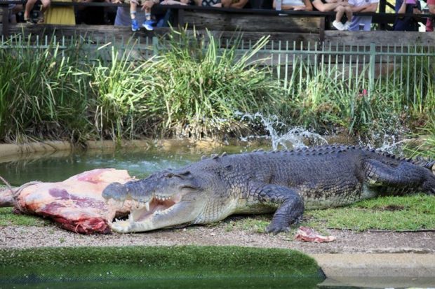 Un australian a reușit să scape cu viață, după ce și-a scos capul dintre fălcile unui crocodil