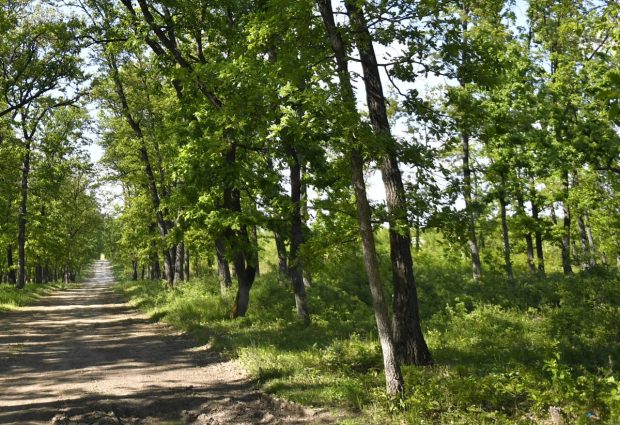 Un copac a căzut peste un băiat, într-o pădure din Braşov. A intervenit elicopterul SMURD