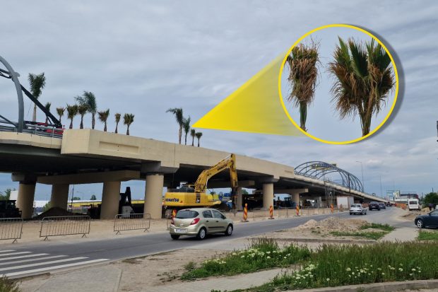 Podul neterminat, construit pe grinzi degradate, care se leagă cu autostrada spre Marea Neagră, s-a împodobit cu palmieri. Autoarea: primăria lui Robert Negoiță