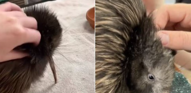 Scandal SUA – Noua Zeelandă, după ce o grădină zoologică din Miami permitea vizitatorilor să facă selfie-uri contracost, pentru 20 de dolari, cu o pasăre kiwi