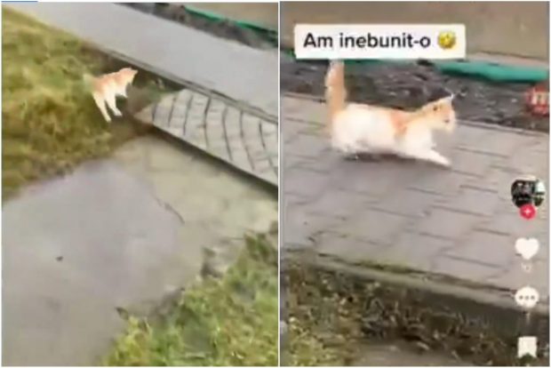 Un bărbat din Mureș a lovit o pisică atât de puternic, încât animalul și-a pierdut direcția. Poliția a deschis o anchetă