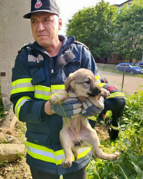 Patru căţeluşi au fost salvaţi de pompierii din Hunedoara, după ce au căzut într-un canal