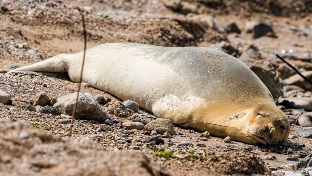 O focă dintr-o specie pe cale de dispariție a fost fotografiată pe o plajă din Tel Aviv. Grupuri de curioși au venit să o vadă pe Iulia
