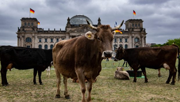 Cu vacile la păscut în fața Parlamentului din Berlin. Care e motivul protestului organizat de Greenpeace