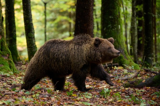 Urs vs pușcă, faza pe dezbateri. Cum s-au contrat asociațiile de mediu cu cele de vânători pe ordinul care dă liber la împușcarea a peste 400 de animale