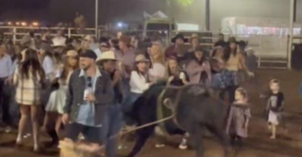 Un taur a scăpat din arenă și a intrat în spectatori, la un rodeo, în Australia. Un bărbat și o fetiță de 5 ani au ajuns la spital