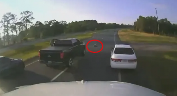 Accident pe o autrostradă din Florida, după ce un șofer a oprit brusc pentru a permite unei țestoase să traverseze drumul | VIDEO