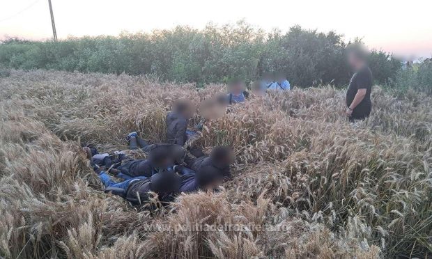 Migranți ascunși într-un lan de grâu, descoperiți cu ajutorul dronei în apropiere de vama Curtici